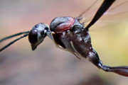 Parasitic Wasp (Gasteruption sp) (Gasteruption sp)